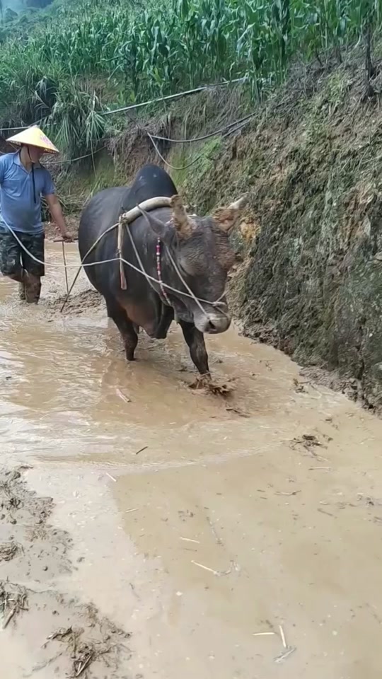 梦见死去的父亲在梨田(女人梦见死去的父亲在耕田)