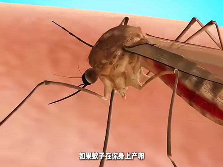 寄生虫钻肚脐漫画可爱