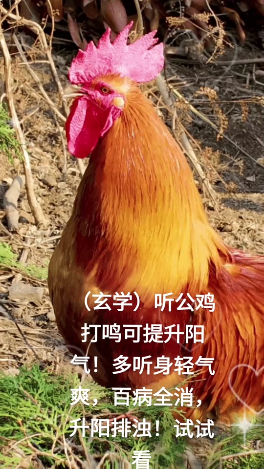 公鸡打鸣叫声有什么作用
