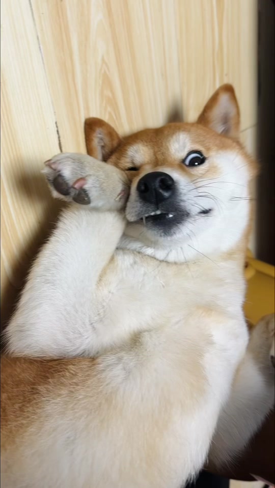 晚上好柴犬表情包