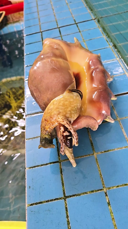 海南聪哥:西沙笔架螺刺身#海鲜原产地 #渔民生活实拍