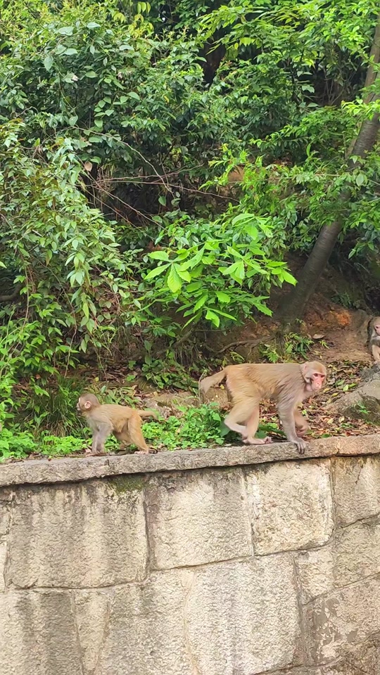 "中华石龙子"也叫"四脚蛇",很多人没见过,拍给大家看一下 #中华石龙子