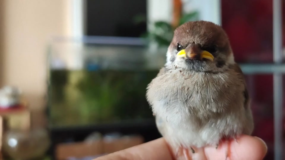 麻雀嗉囊在哪里