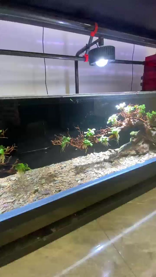 欧铂龙鱼缸