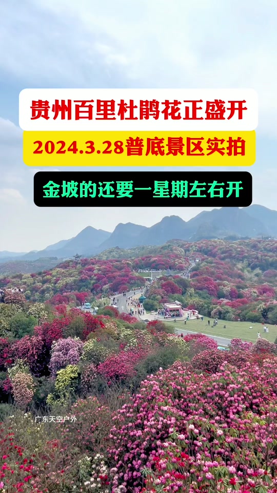 24年百里杜鹃哪些人免门票 - 抖音
