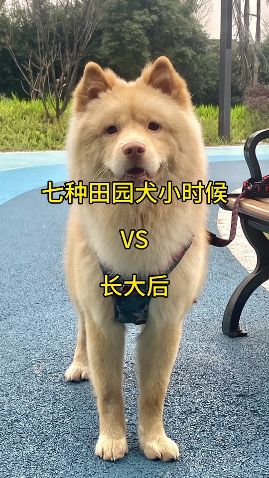 白土松熊版长大后的样子