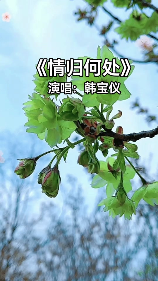 情归何处的介绍和情归何处梅艳芳mv剧情简介
