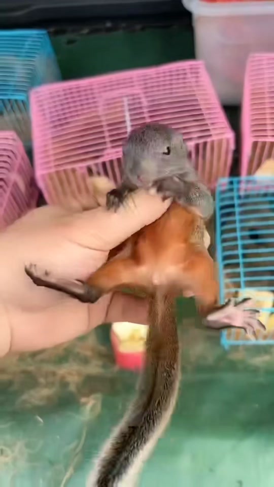 红腹松鼠和黄山杂交后代长什么样 - 抖音