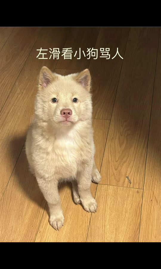 立正到狗表情包