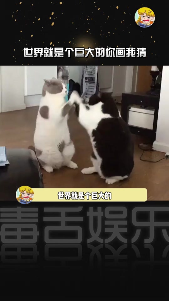 抖音bird=抖音Bib是什么意思