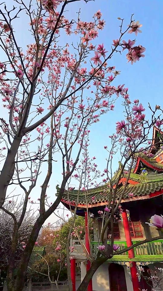 汉中旱莲花