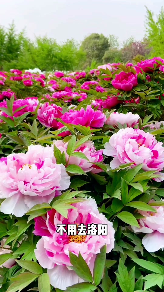 巢湖今年4月4号牡丹花开了多少朵 - 抖音