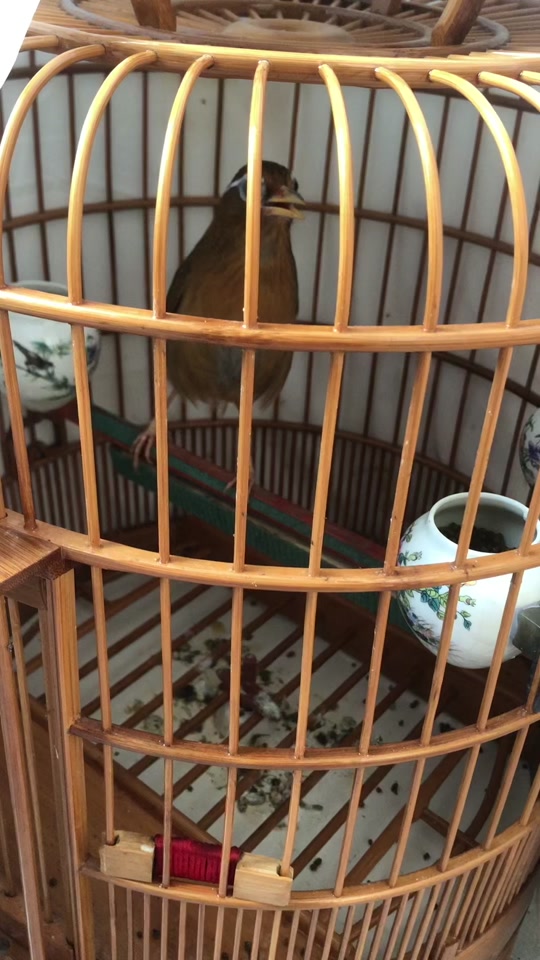 黄金丝牡丹鹦鹉, 漂亮的爱情鸟,愿看见的人都恩爱美满#捕捉身边的美