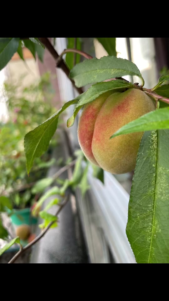 清金桃树延年益寿盆景