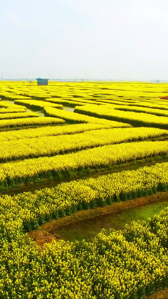 千垛油菜花风景区2024年开放时间 - 抖音