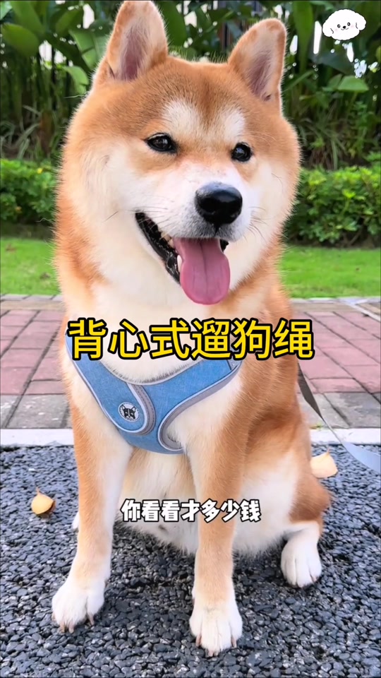 狗狗胸背带怎么戴