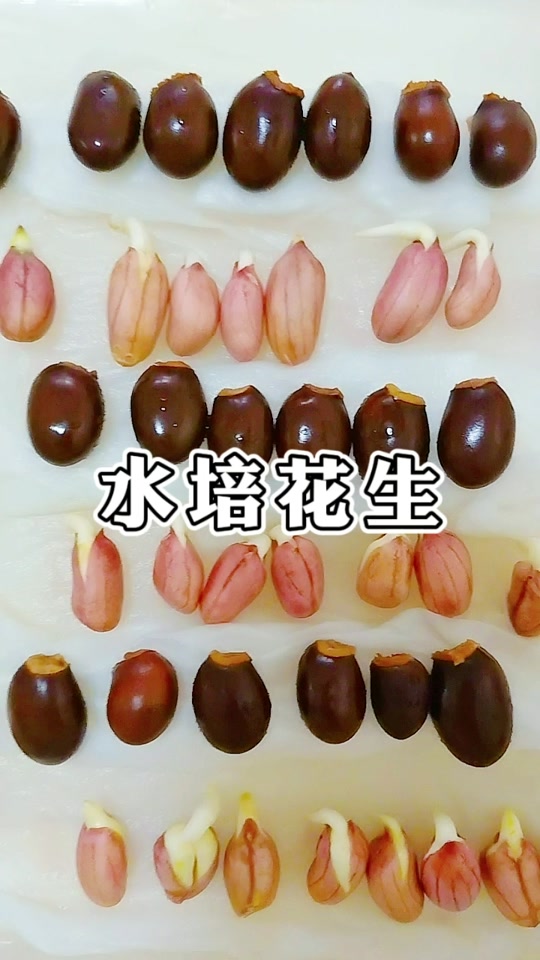红豆水培发芽过程的观察日记