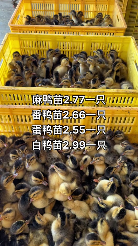 番鸭苗2元一只