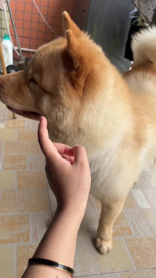 扯衣角撒娇小狗表情包