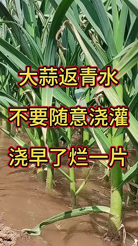 2024年大蒜浇水最佳时间 - 抖音