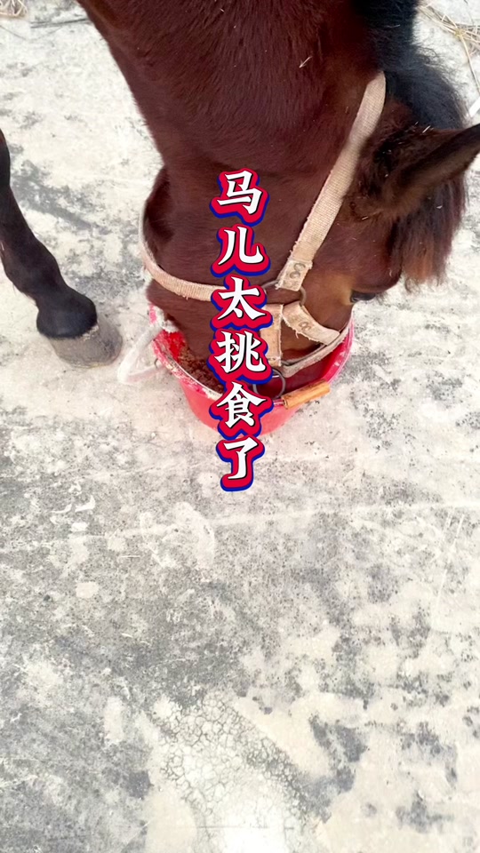 迷你世界马吃什么