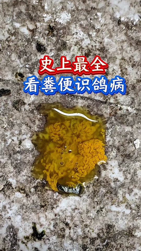 鸽子便识病