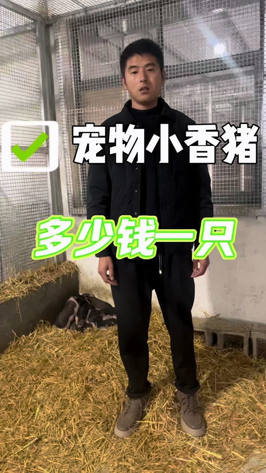小香猪多少钱一只