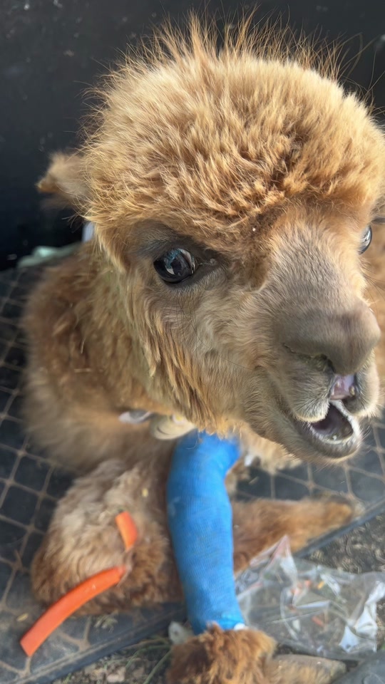 羊驼为什么会吐口水