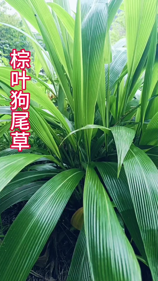 棕叶狗尾草