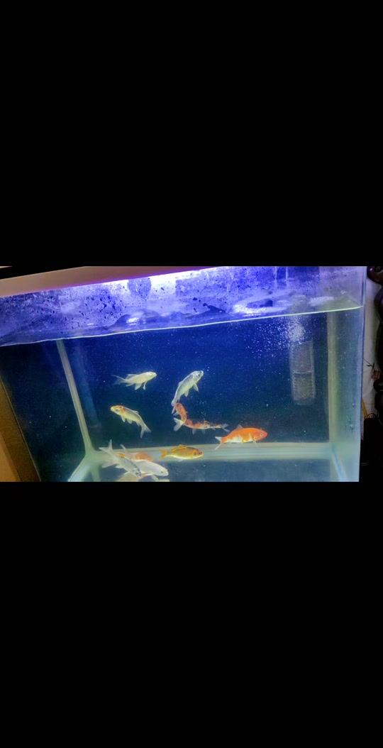虾生可以吃到这么奇葩的食物 #鳌虾 #螯虾 #人工天空蓝魔虾 #水族