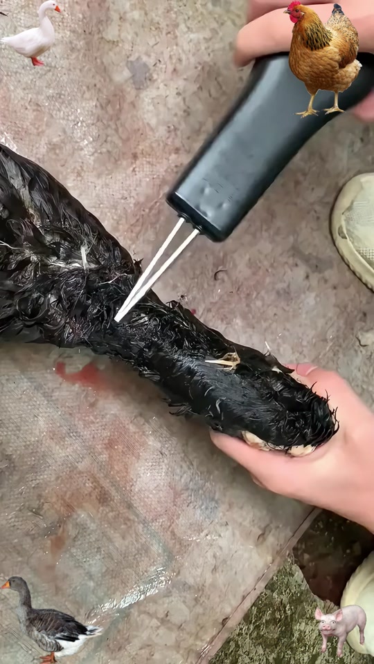 自动拔鸭毛神器