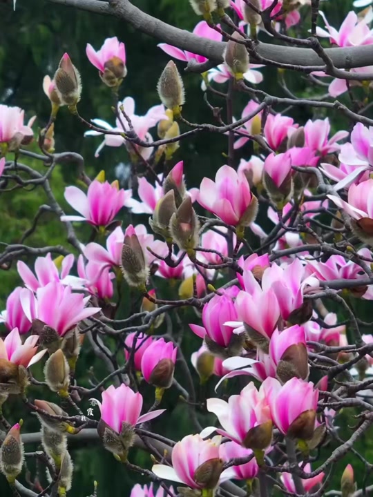 汉中旱莲花