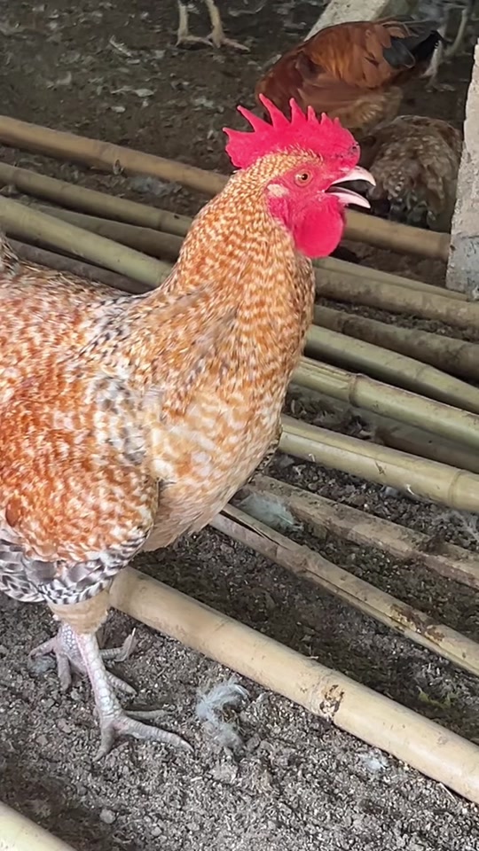 鸡为什么不下蛋百科在线