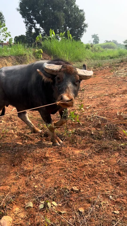 黑霸王牛王大战少林寺牛王