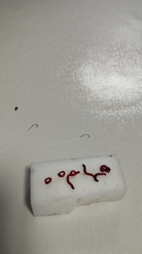 肚脐眼红虫