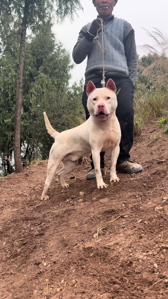 短毛下司犬长大后的样子