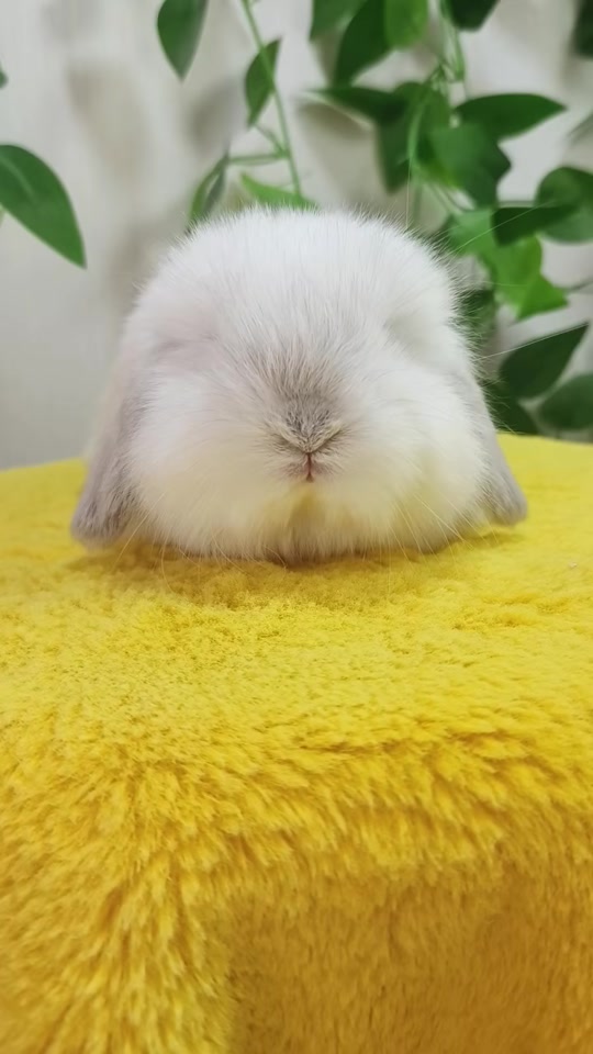 宠物兔子批发10元一只