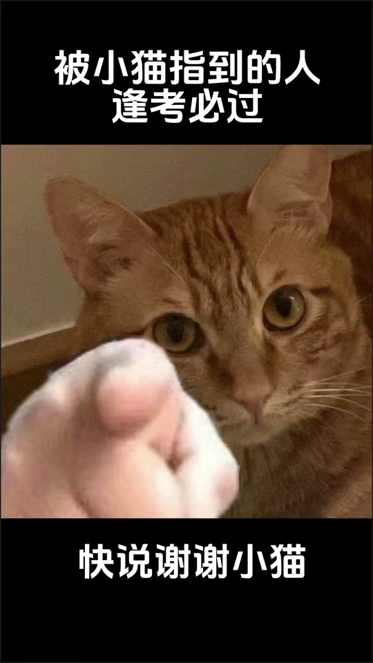 上帝指小猫被打表情包