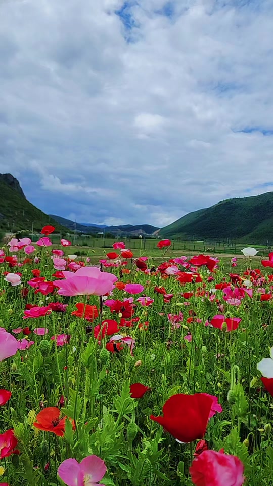香格里拉格桑花