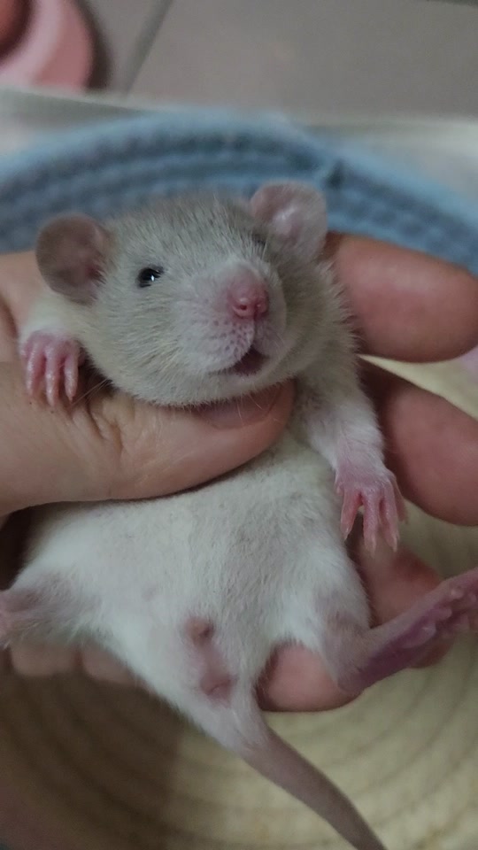 奶牛头巾花枝鼠