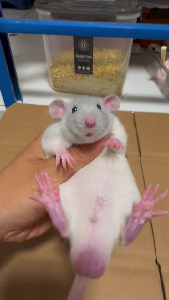 奶牛头巾花枝鼠