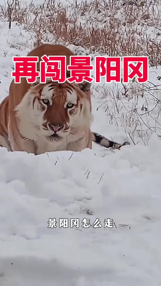 抖音学猫叫大叔=抖音学猫叫幼儿园老师是谁