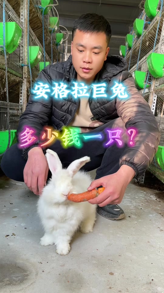宠物兔子批发10元一只