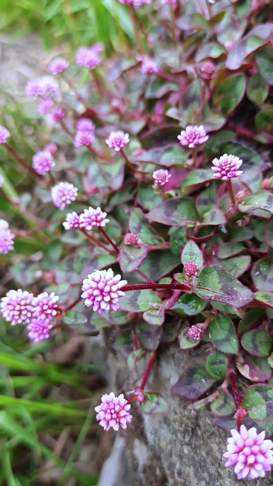 头花蓼功效与作用