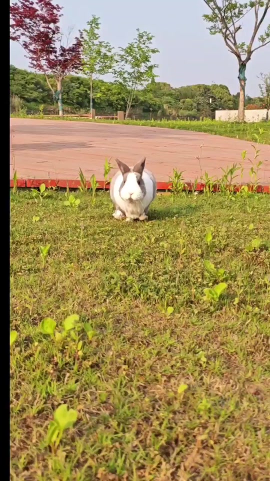 成年道奇兔