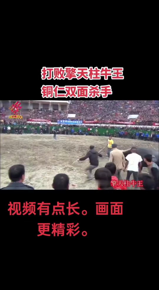 中国牛王黑霸王vs擎天柱