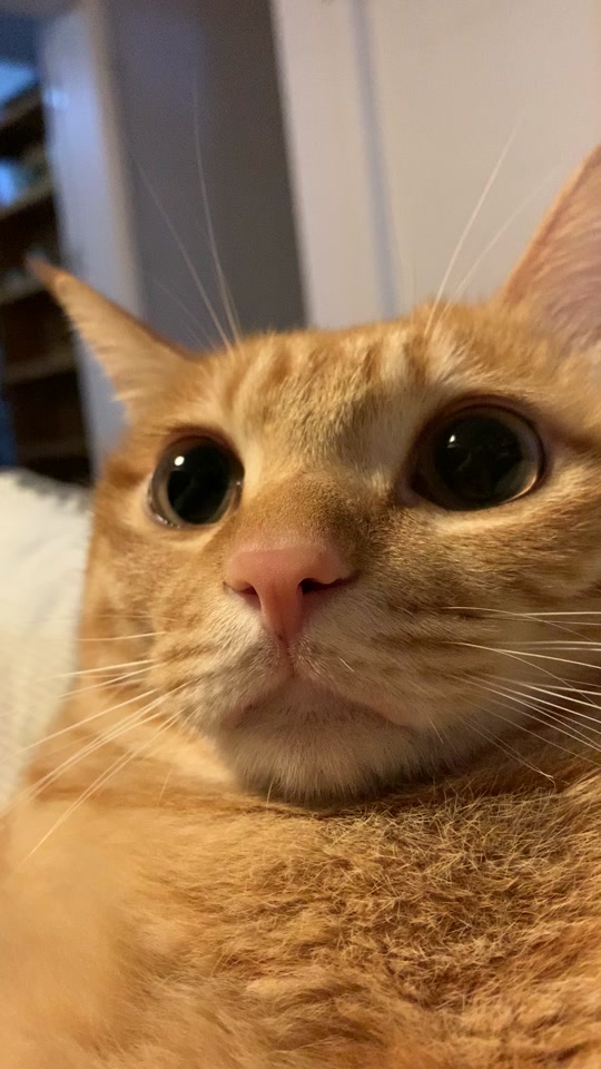 小猫怼侧脸大眼睛表情包