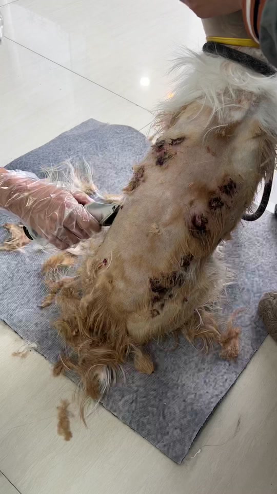 细菌性脓皮症狗狗