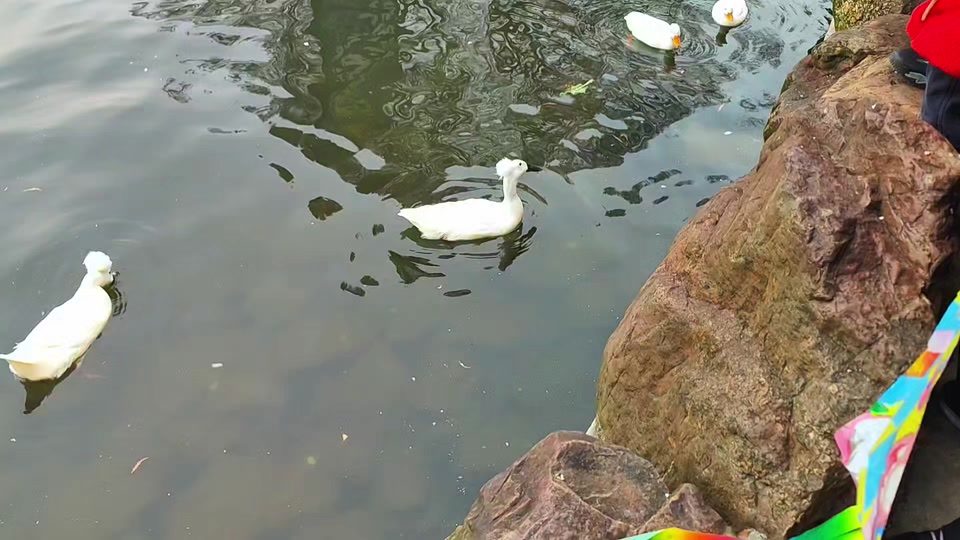 玉泉山小白眼鸭是什么鸭子