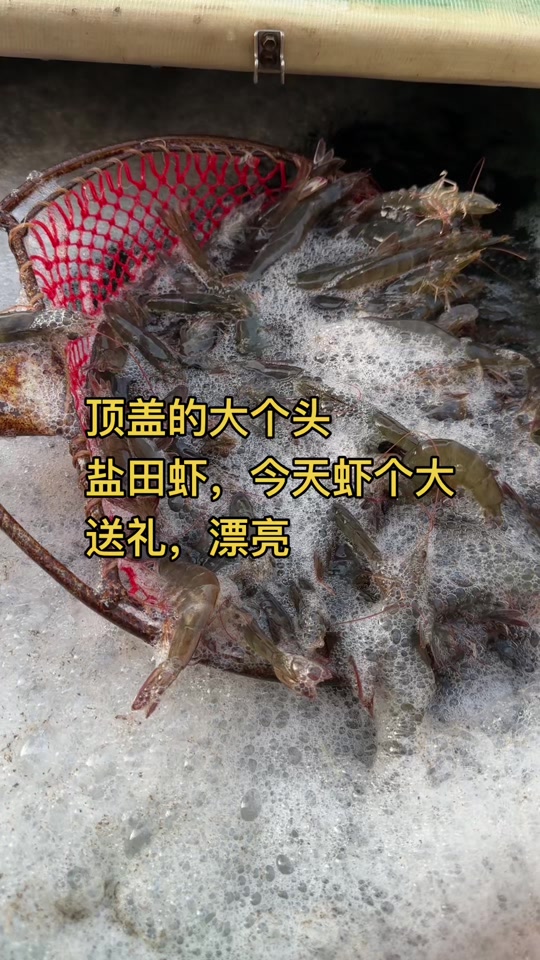 唐山盐田虾